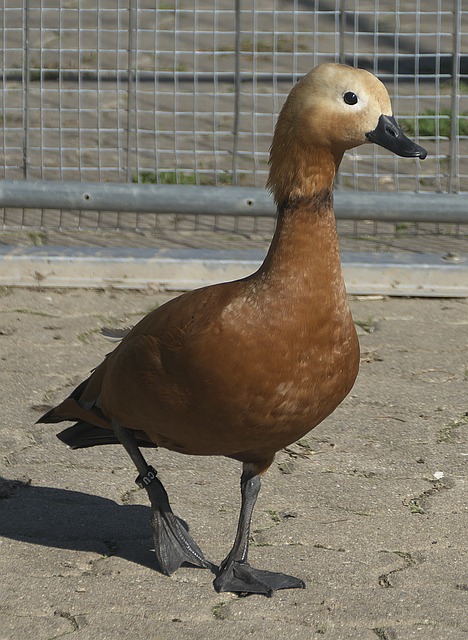 良机