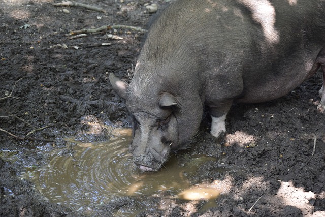 厚的情感 厚的情感